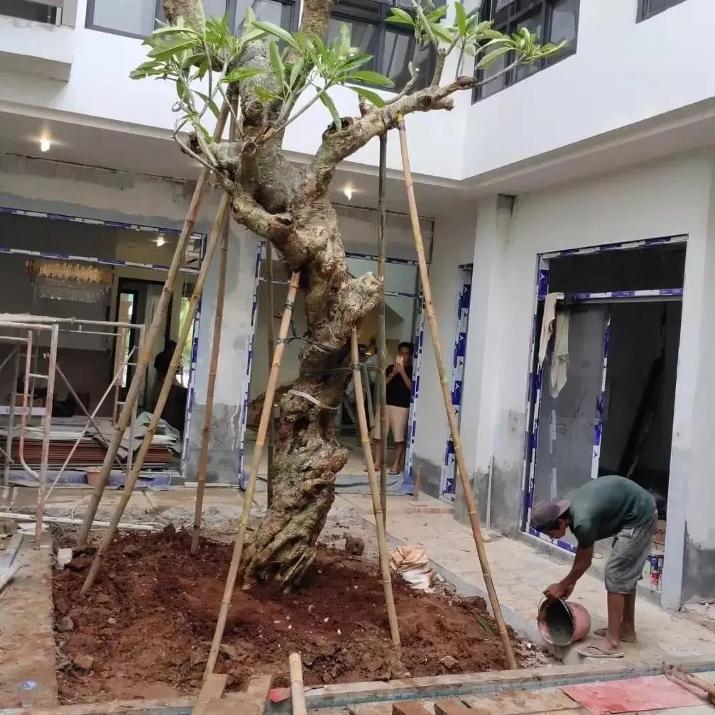 Pohon Kamboja Fosil – Sentuhan Elegan dan Berkelas untuk Halaman Anda